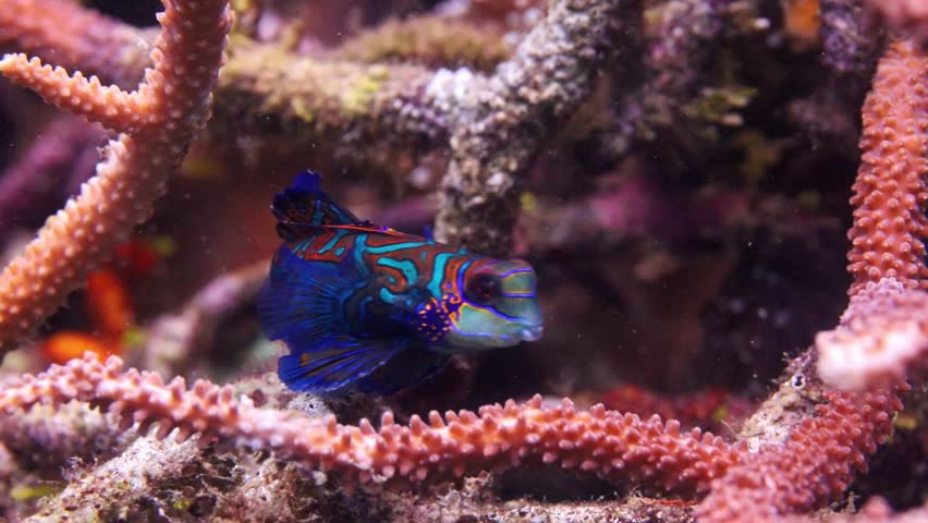 4K macro footage of a colorful mandarin fish resting on a tropical coral reef in the famous Lembeh Strait, Indonesia. High-quality marine life clip.