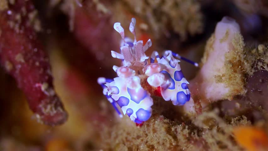Striking 4K macro footage of a colorful harlequin shrimp moving across the seabed in Lembeh Strait, Indonesia. High-quality underwater b-roll of rare marine life.