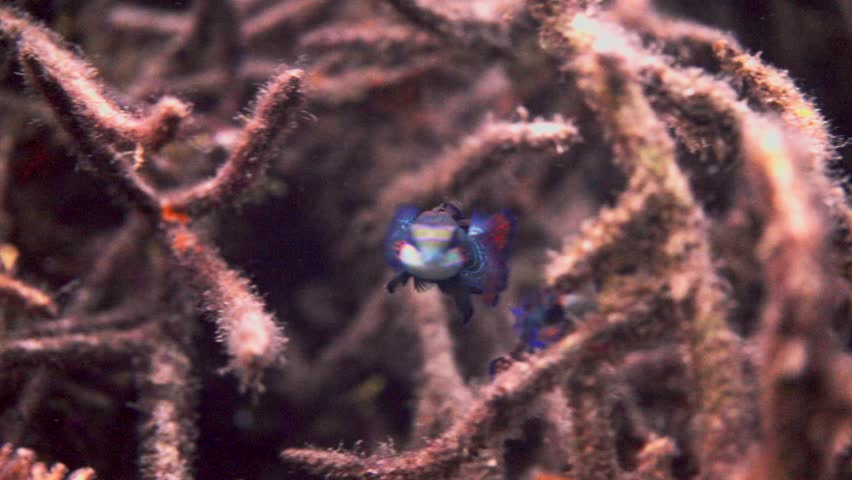 4K macro footage of a colorful mandarin fish resting on a tropical coral reef in the famous Lembeh Strait, Indonesia. High-quality marine life clip.