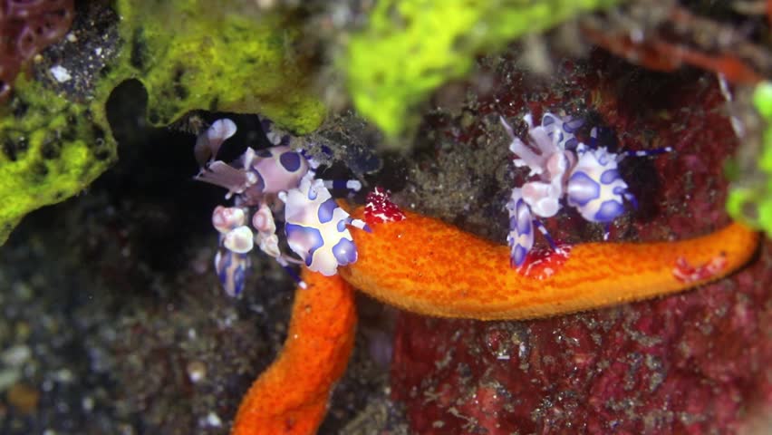 Striking 4K macro footage of a colorful harlequin shrimp moving across the seabed in Lembeh Strait, Indonesia. High-quality underwater b-roll of rare marine life.