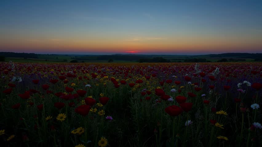 Beautiful timelapse of a stunning sunrise over a vibrant blooming field. Warm morning sun rays illuminate colorful spring wildflowers under a dramatic golden sky. Perfect nature background.