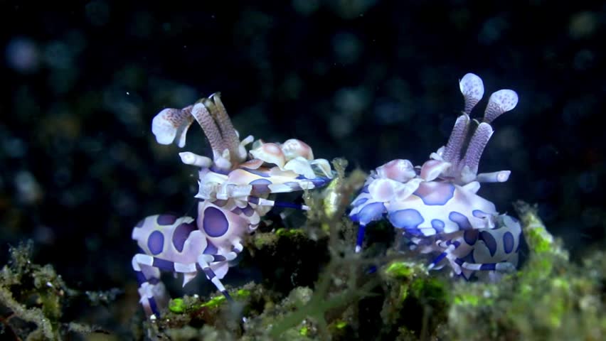 Striking 4K macro footage of a colorful harlequin shrimp moving across the seabed in Lembeh Strait, Indonesia. High-quality underwater b-roll of rare marine life.