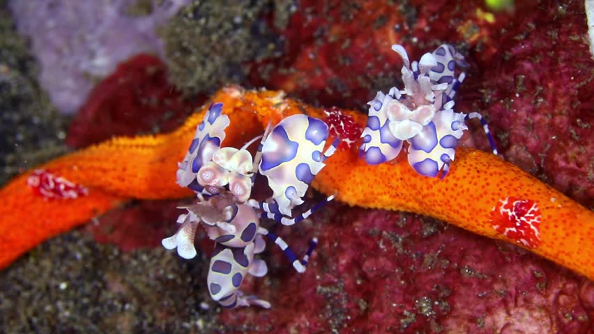 Striking 4K macro footage of a colorful harlequin shrimp moving across the seabed in Lembeh Strait, Indonesia. High-quality underwater b-roll of rare marine life.