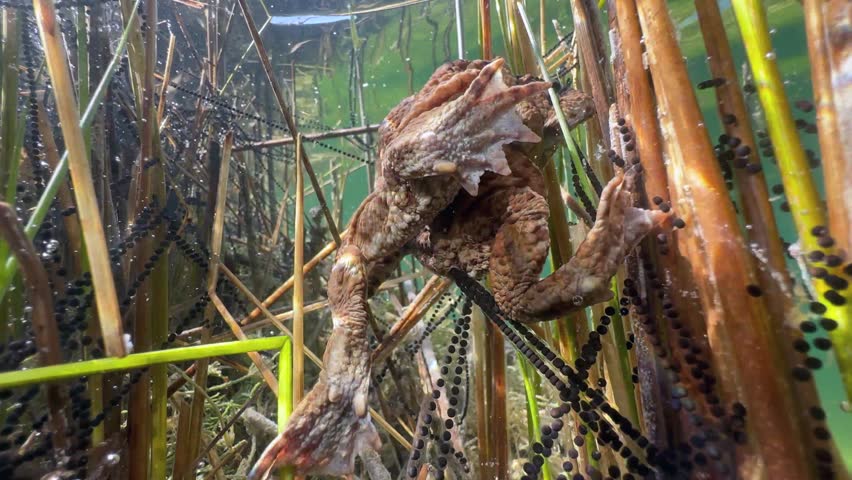 Egg strings of common toads (Bufo bufo) during the breeding season.