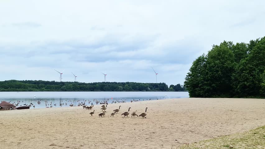 Large family of wild geese with their young chicks walking on the sandy shore of a lake