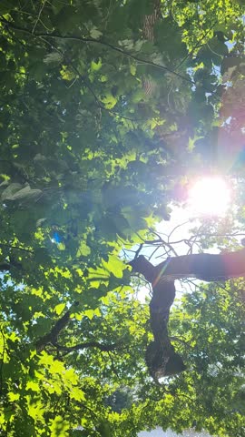 Sun shining through tree branches with green leaves creating beautiful lens flare over a lake
