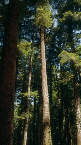Tall pine tree trunks in sunlit forest