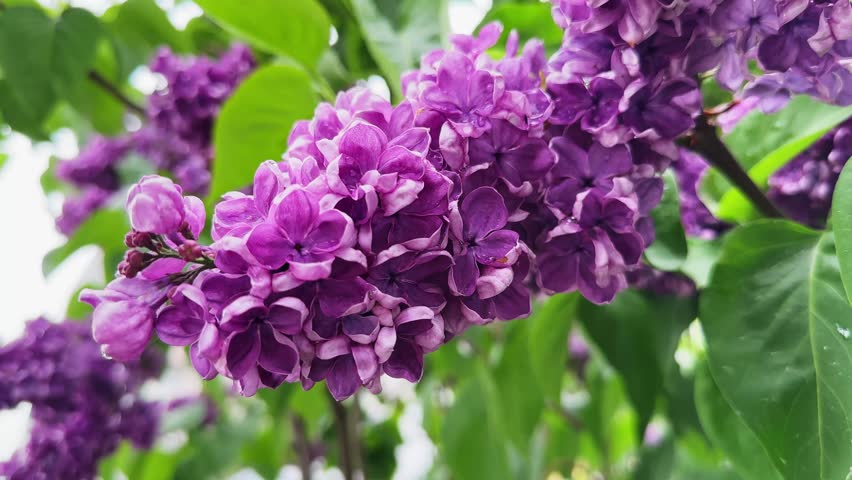 Inflorescences of the lilac in form of the panicles of deep purple flowers on the branches among the green leaves covered with water drops, view close-up while moving backwards
