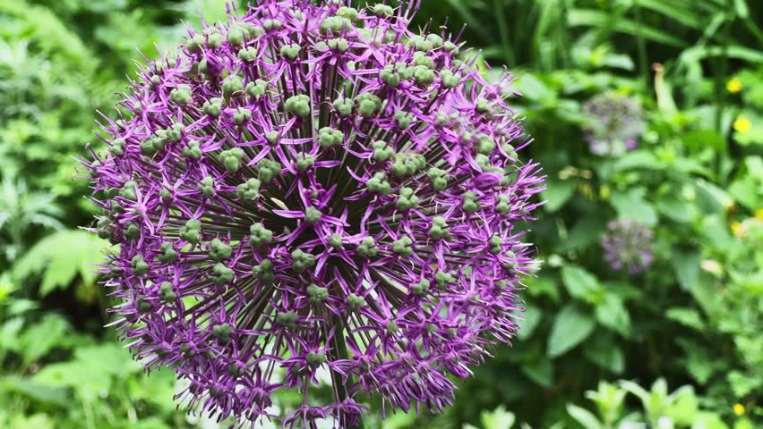 Large spherical purple inflorescence of the Allium giganteum, or ornamental giant onion swaying in the wind in a public garden, view close-up at overcast morning
