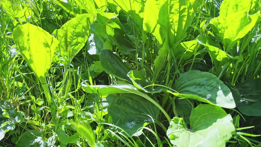 Bushes of the young broad leaf plantain with bright green leaves on a lawn among the grass, bottom view close-up while moving up
