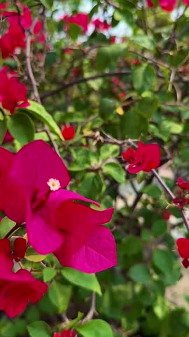 A red flower at garden