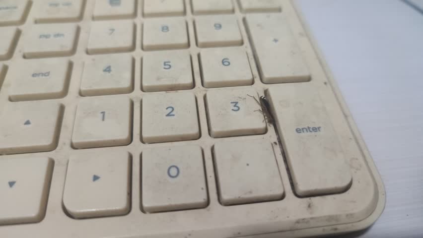  Cockroach crawling on a dirty computer keyboard