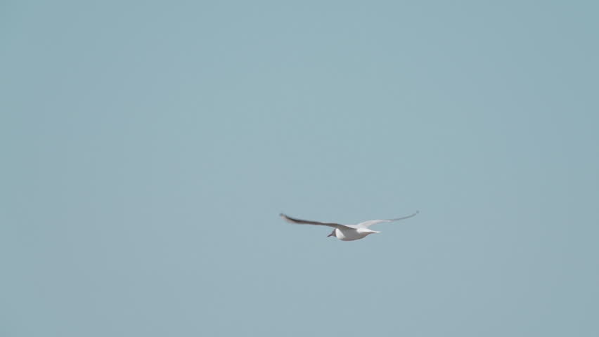A seagull (Laridae) in flight. 