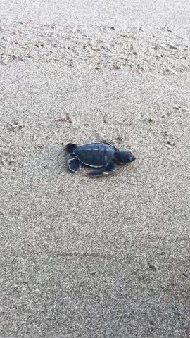 Watching baby sea turtles into the ocean, where they