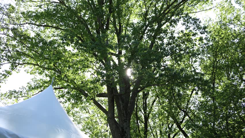 Sunlight shines through a tall green tree in a leafy park, with a white tent edge below, creating a fresh outdoor summer scene.