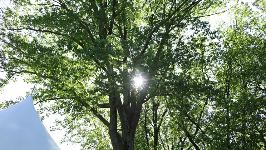 Sunlight shines through a tall green tree in a leafy park, with a white tent edge below, creating a fresh outdoor summer scene.