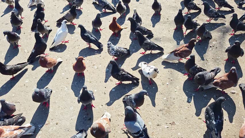 A large group of multi-colored pigeons gathers and walks around on a concrete surface during a bright sunny day.