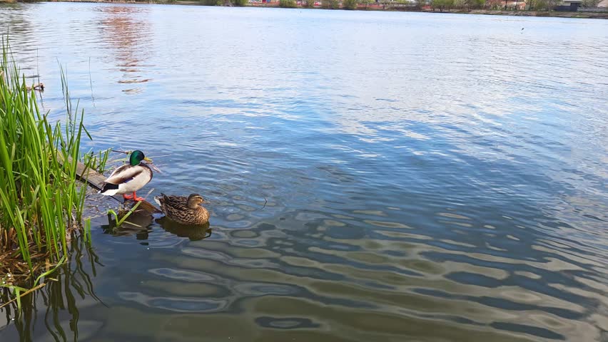 A male mallard duck stands near the reeds while a female swims in the rippling water of a large lake.