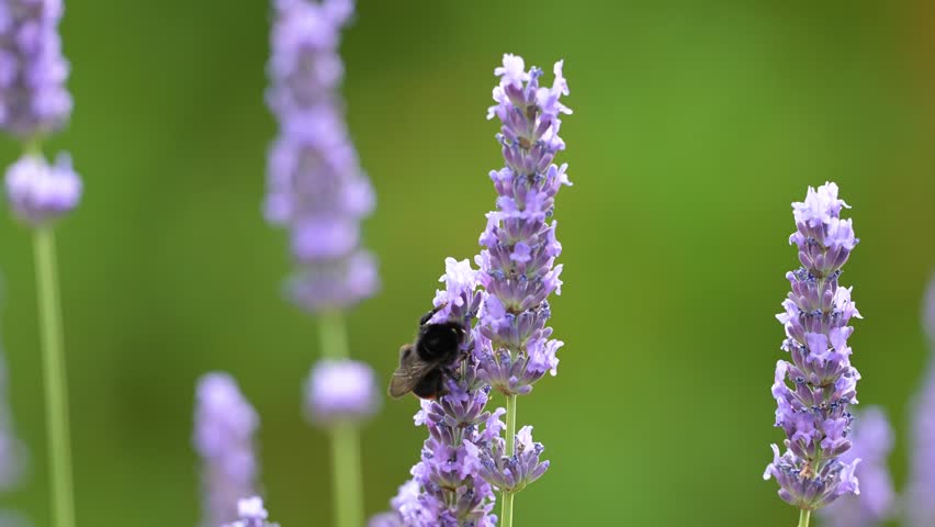 Red-tailed bumblebee feeding the nectar of Lavender flowers and flying away in summer in a domestic garden. Bombus lapidarius, Lavandula sp, Indre-et-Loire 37, région Centre, France, Europe