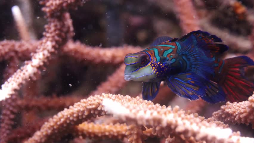 Stunning 4K macro footage of a colorful mandarin fish resting on a tropical coral reef in the famous Lembeh Strait, Indonesia. High-quality marine life clip.