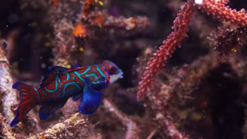 Stunning 4K macro footage of a colorful mandarin fish resting on a tropical coral reef in the famous Lembeh Strait, Indonesia. High-quality marine life clip.