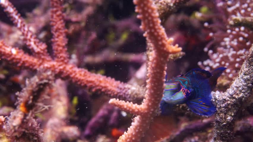 4K macro footage of a colorful mandarin fish resting on a tropical coral reef in the famous Lembeh Strait, Indonesia. High-quality marine life clip.
