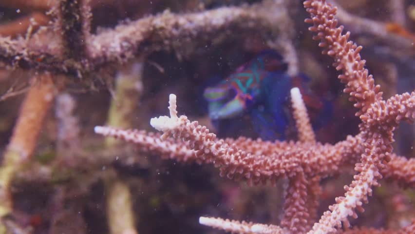 4K macro footage of a colorful mandarin fish resting on a tropical coral reef in the famous Lembeh Strait, Indonesia. High-quality marine life clip.
