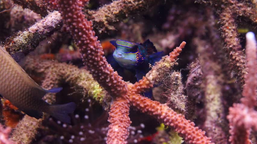 4K macro footage of a colorful mandarin fish resting on a tropical coral reef in the famous Lembeh Strait, Indonesia. High-quality marine life clip.