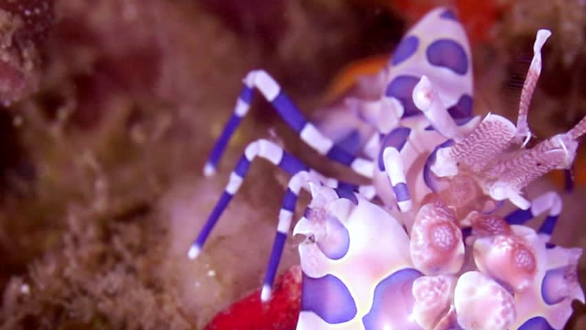 very close up macro footage of a colorful harlequin shrimp moving across the seabed in Lembeh Strait, Indonesia. High-quality underwater b-roll of rare marine life.