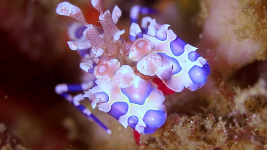 Striking 4K macro footage of a colorful harlequin shrimp moving across the seabed in Lembeh Strait, Indonesia. High-quality underwater b-roll of rare marine life.