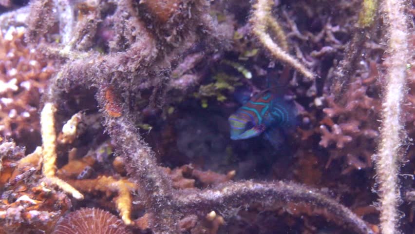4K macro footage of a colorful mandarin fish resting on a tropical coral reef in the famous Lembeh Strait, Indonesia. High-quality marine life clip.