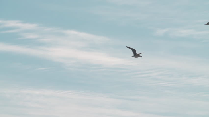 A seagulls (Laridae) in flight against a blue sky. 