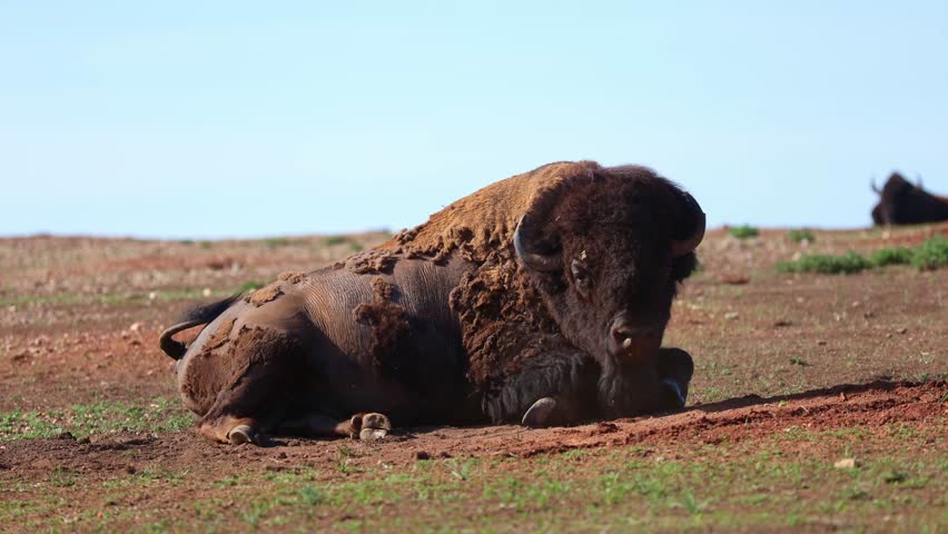 Large wild bison resting on bare ground with a calf tucked close on the open prairie