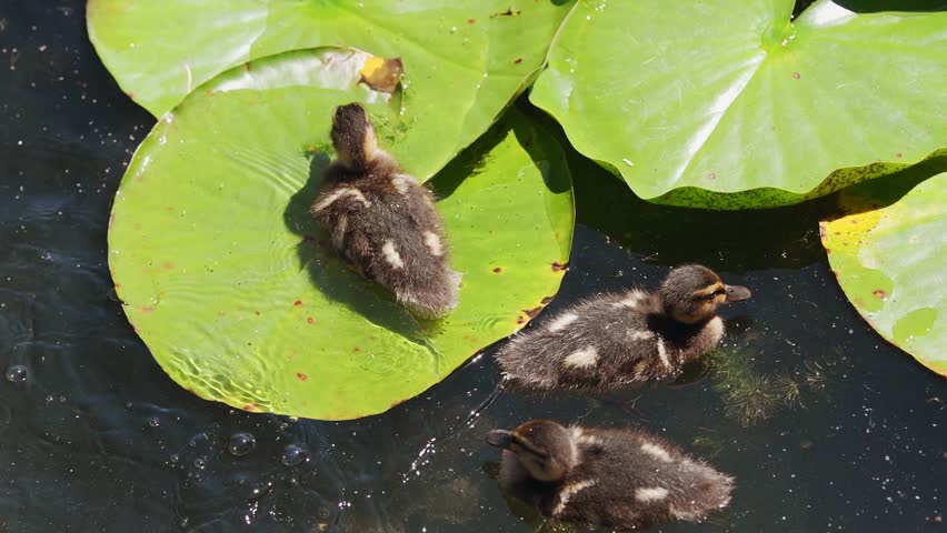 Small ducklings relax on large green lily pads and swim in calm dark water under bright natural sunlight, showcasing peaceful wildlife moment in freshwater habitat