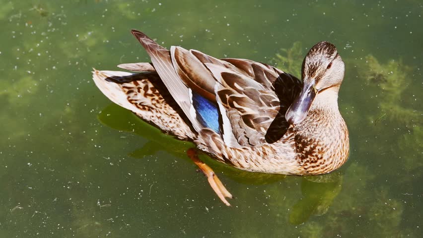 Female duck exhibiting detailed brown feather patterns and blue wing markings on reflective water environment captured from side angles highlighting gentle movement and serene mood