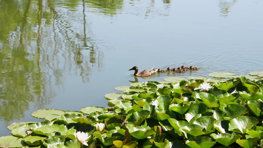 Mother duck swims gracefully with ducklings trailing in calm green water reflecting leafy trees, near vibrant lily pads under bright natural light, captured from above angle