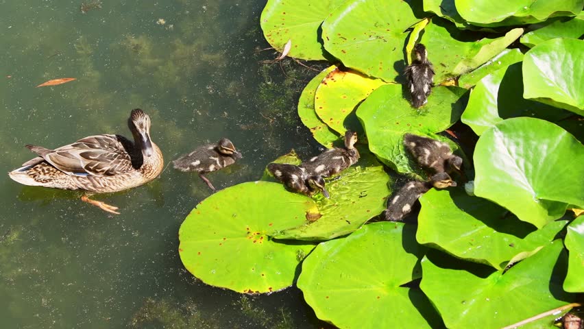 Quiet pond scene showing mother duck swimming alongside lily pads while multiple small ducklings gather on large green leaves under soft natural daylight by watery reflections