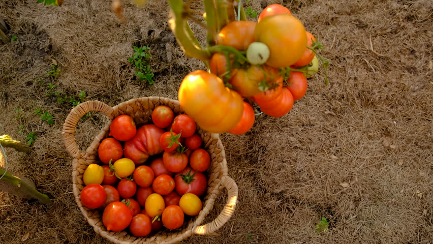 Tomato harvest in the garden. Selective focus. food.