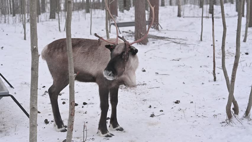 Reindeer gather near a feeding trough among birch trees at a reindeer park in Lulea, Sweden.