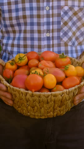 A farmer holds a tomato crop in his garden. Selective focus. Food.