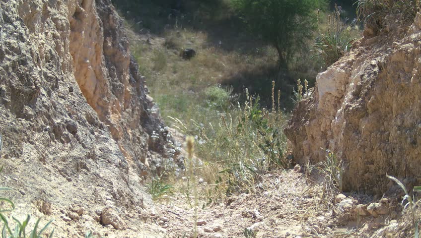 Ladder snake (Zamenis scalaris) recorded in Spain