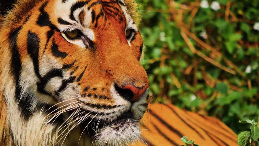 This premium, high-impact wildlife asset delivers exceptional dramatic weight and pristine detail for high-end natural history documentaries, cinematic feature films, and global conservation campaigns. The steady, tight telephoto composition masterfully isolates the tiger’s iconic symmetry and razor-sharp facial markings against a beautifully creamy, out-of-focus jungle background, creating a high-contrast palette where the subject practically leaps off the screen. Boasting flawless exposure control that retains microscopic detail across the fine facial whiskers and vibrant orange fur gradients without clipping under dappled sunlight, this versatile master plate serves as a definitive character study or a powerful visual metaphor for raw power, focused awareness, and untamed majesty.