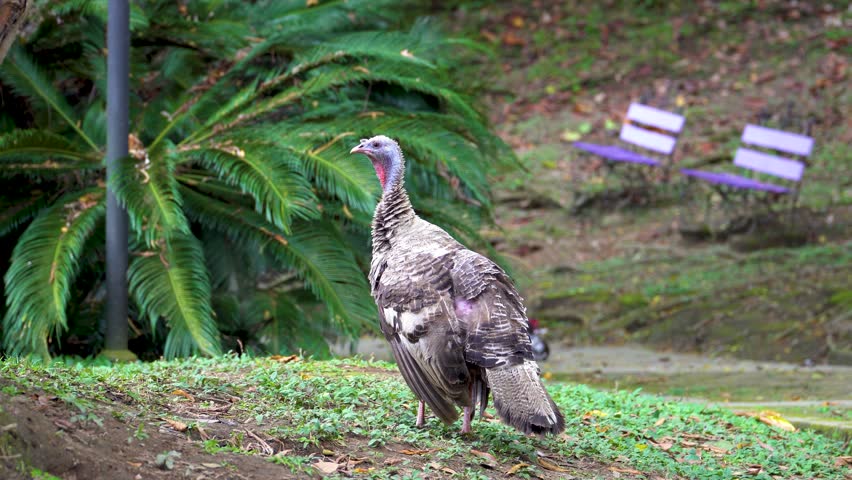 Wild turkey stands on a grassy slope in a public park with benches in the background.