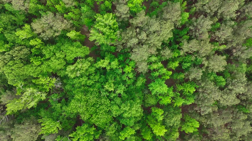 Aerial Top Down Trees in Forest Rural Georgia