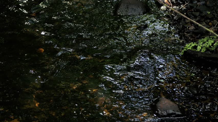 Water flowing gently in a small stream passing through rocks and vegetation in a dark forest