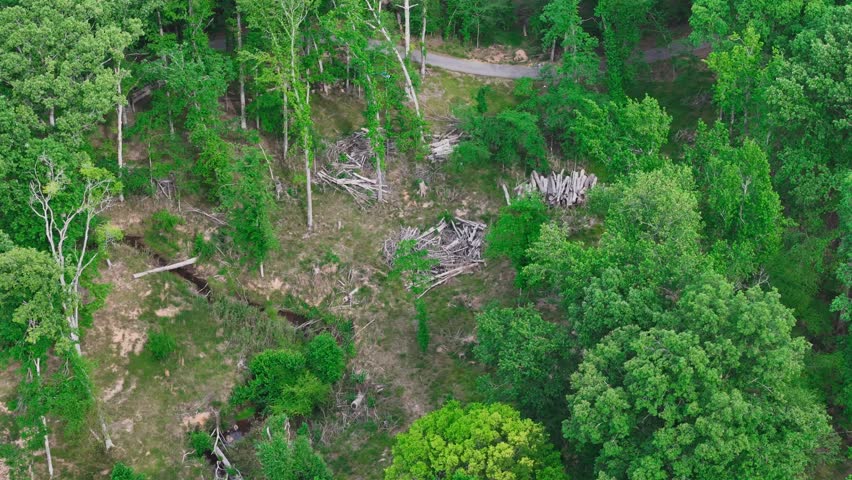 Aerial View of Hurricane Damaged Forest With Vultures Appling Georgia USA
