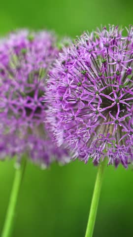 Three close-up shots of purple allium flowers against green background