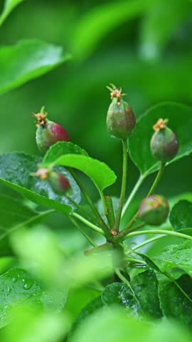 Young apple tree buds form in early spring. Raindrops cling to glossy green leaves