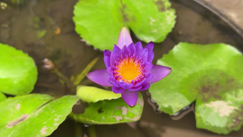 Purple water lily flower blooming on pond with green lotus leaves, tropical aquatic plant nature macro footage