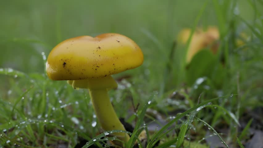 Closeup of mature mushroom of Amanita kitamagotake 